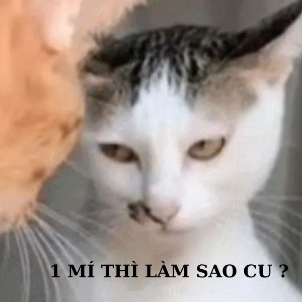 meme mèo bựa lườm