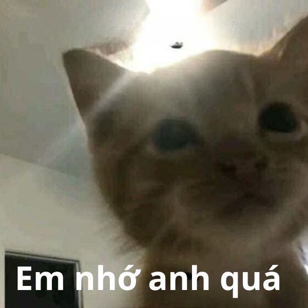 meme mèo bựa nhớ anh