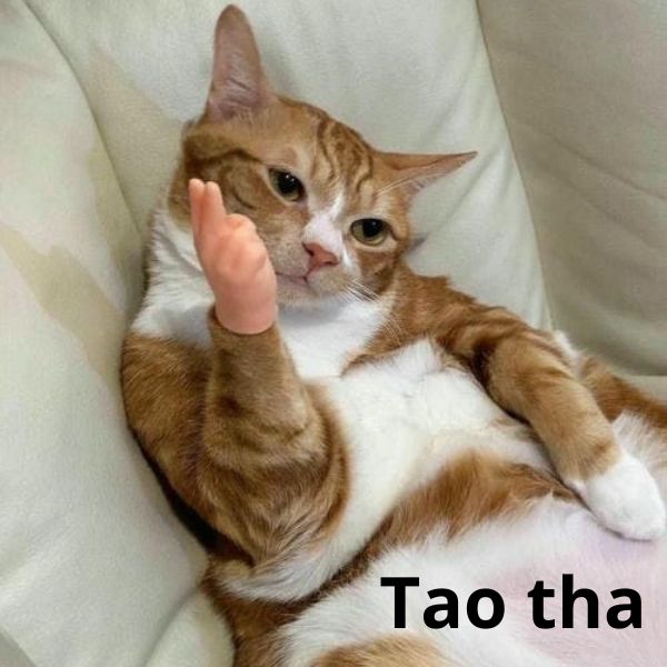 meme mèo bựa tha tao