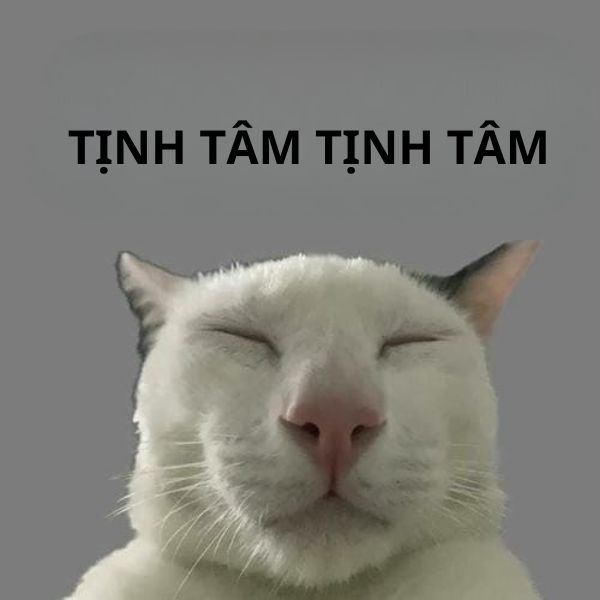 meme mèo bựa tịnh tâm