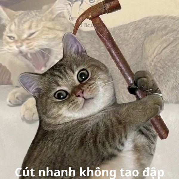 meme mèo cầm búa