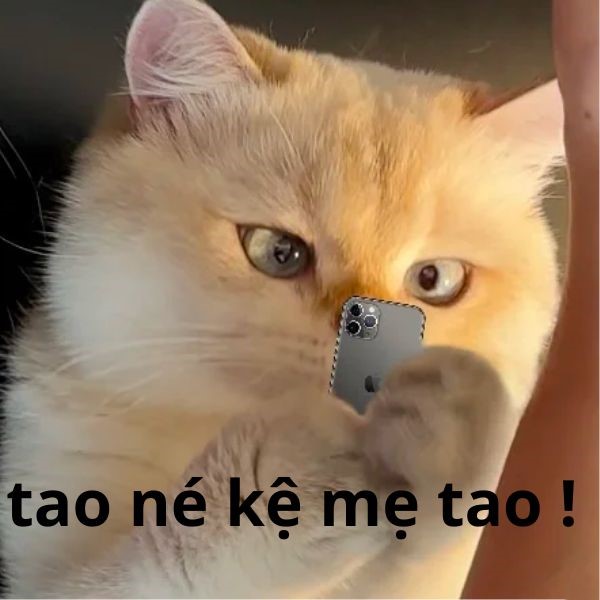 mèo meme cầm dt