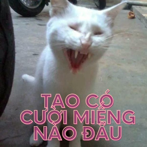 meme mèo có cười miếng nào đâu