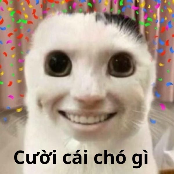 meme mèo cười