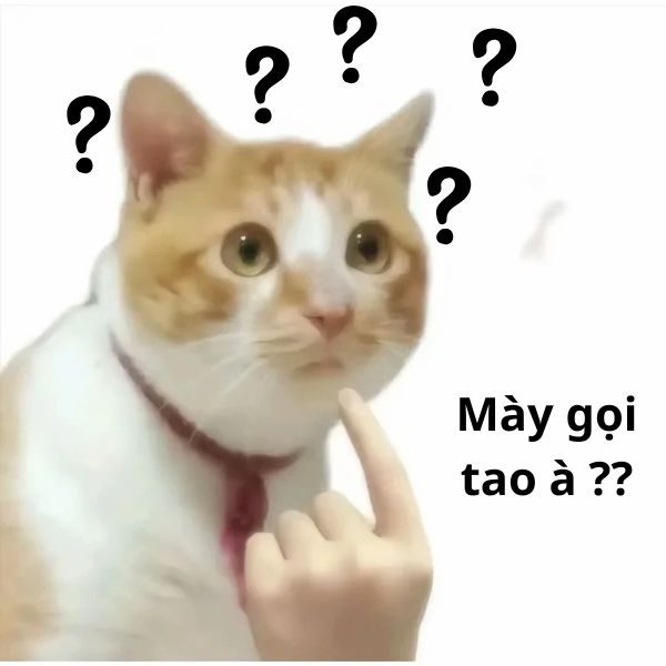 meme mèo hỏi chấm