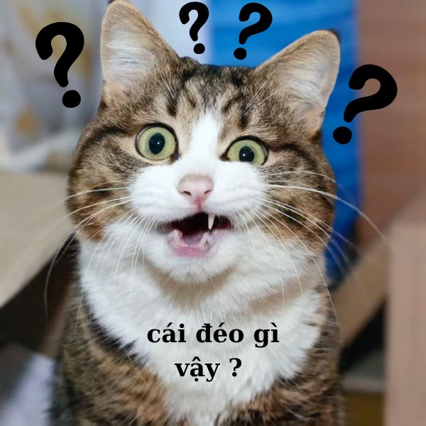 meme mèo hỏi chấm