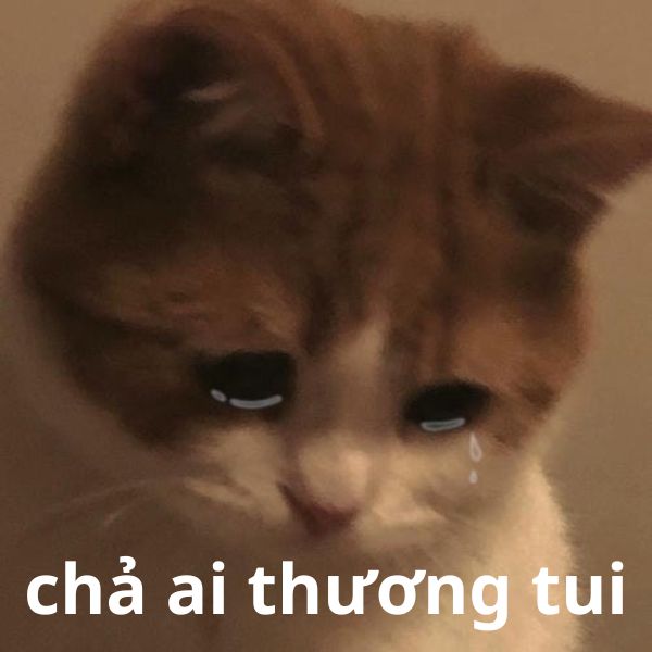 meme mèo khóc chả ai thương tui