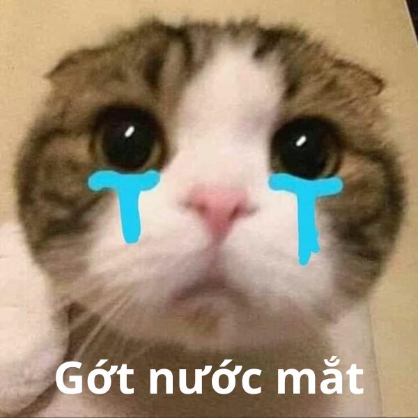 meme mèo khóc gớt c mắt