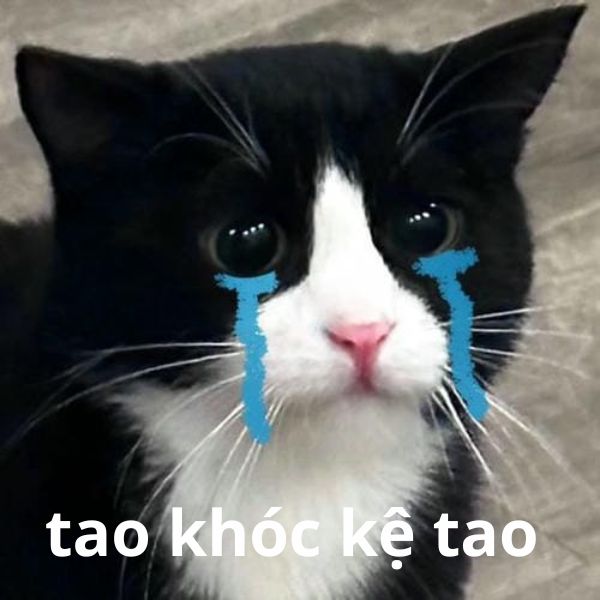 meme mèo khóc kệ tao