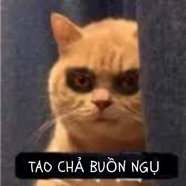 meme mèo mắt thâm