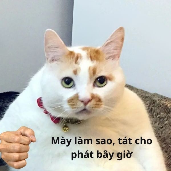 meme mèo nắm đấm