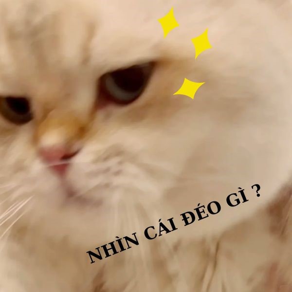 mèo meme nhịn