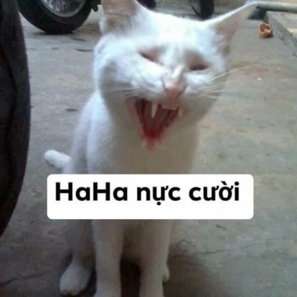 meme mèo nịc cười