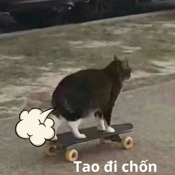 ảnh meme mèo bựa 