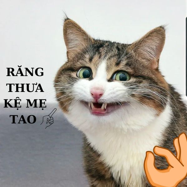 meme mèo răng thưa