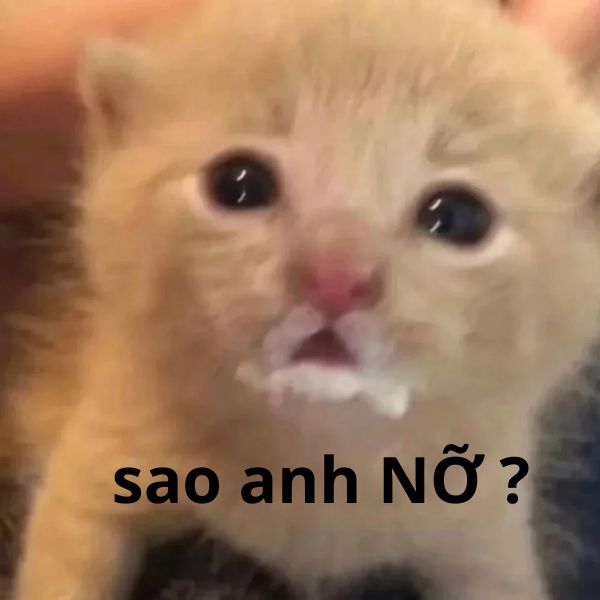 meme mèo sao anh lỡ