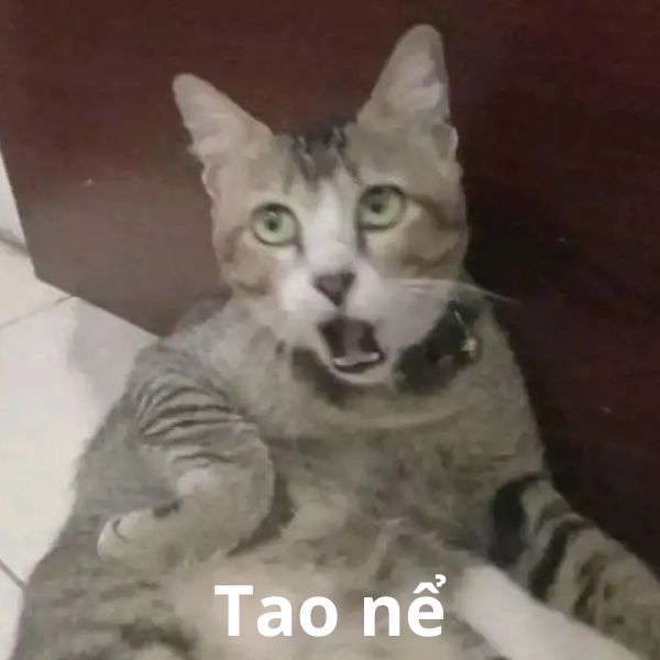 meme tao nể