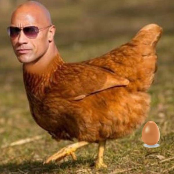 meme the rock gà