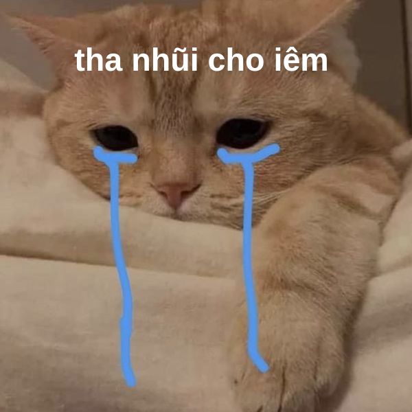 meme xin lỗi cat