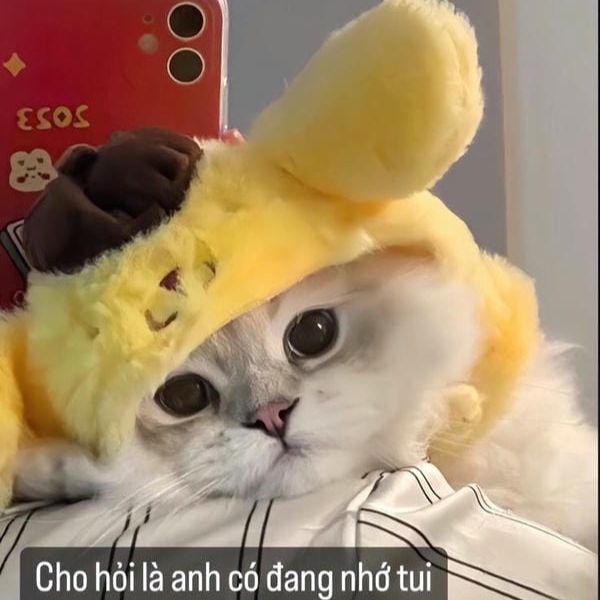 mèo cute, đáng yêu