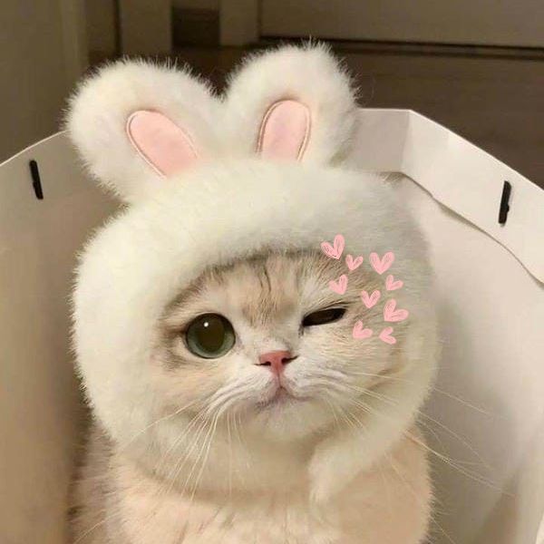 mèo cute đáng yêu