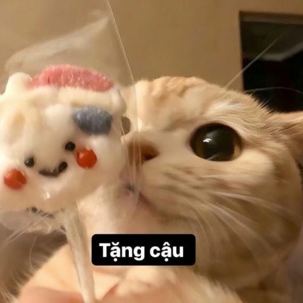 mèo cute meme