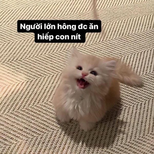 mèo đáng yêu