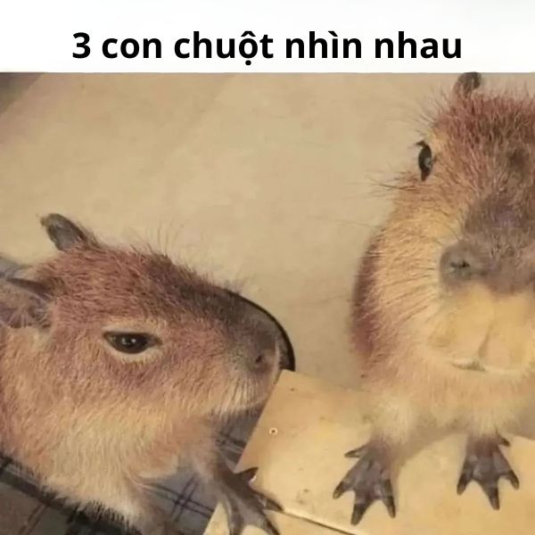 nhờn meme