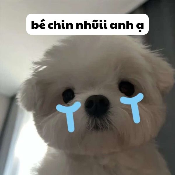 ảnh xin lỗi meme cry