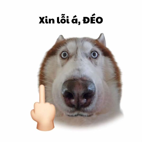 xin lỗi meme dog