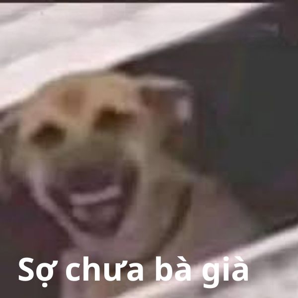 ảnh meme chó cười sợ