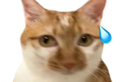 Chọn lọc bộ ảnh mèo meme vô tri mới lạ siêu hài hước
