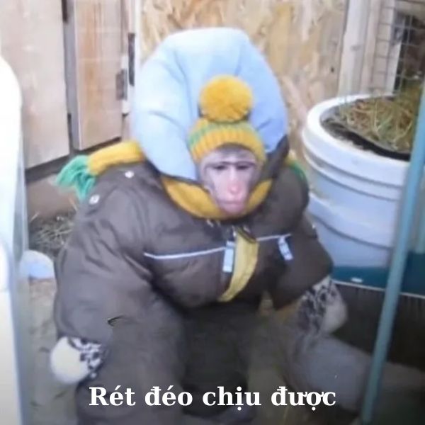 ảnh monkey meme hài
