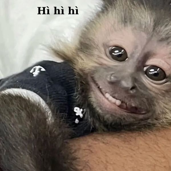 ảnh monkey meme siêu bựa