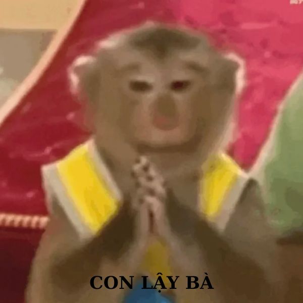 ảnh monkey meme troll team