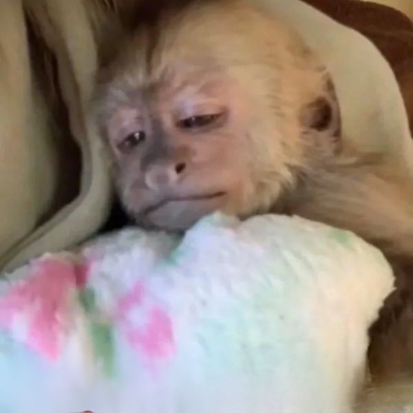 ảnh monkey meme