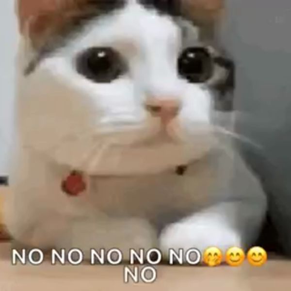 ảnh no meme siêu bựa
