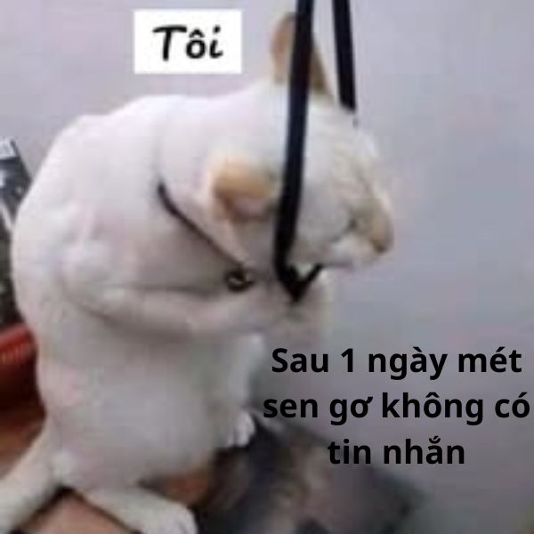 ảnh troll messenger không ai nhắn tin