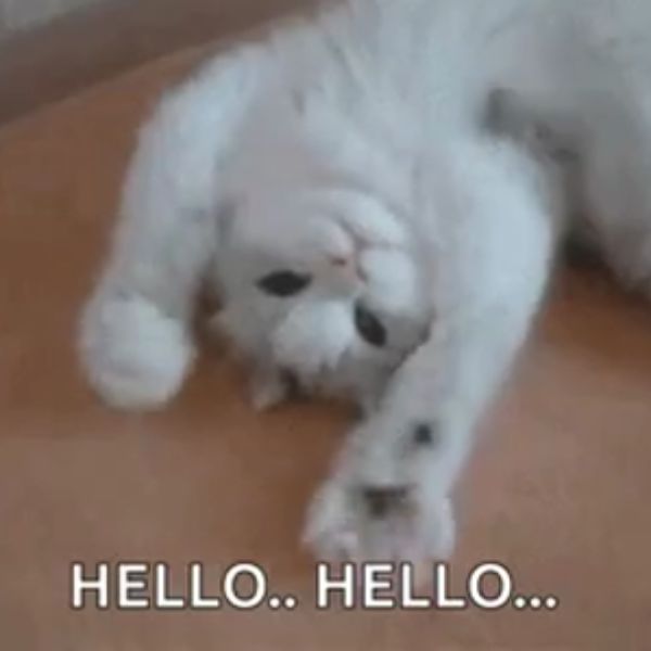 hình ảnh meme xin chào cực hài