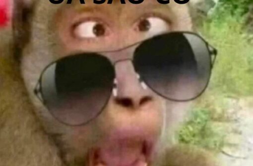 101+ Hình ảnh Monkey meme siêu hài hước giúp xả stress