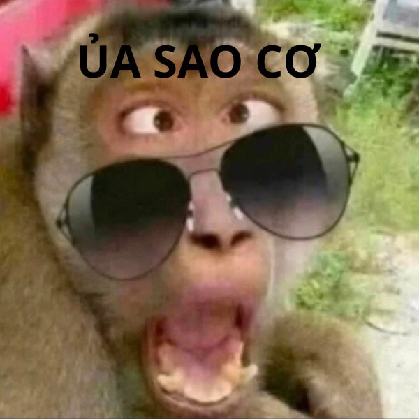hình ảnh monkey meme bựa