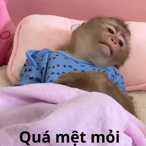 hình ảnh monkey meme chế