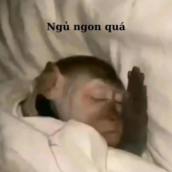 hình ảnh monkey meme cực hài
