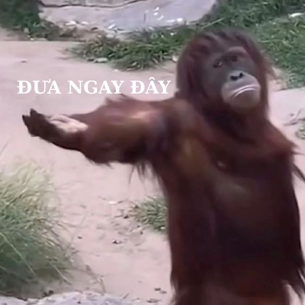 hình ảnh monkey meme hài