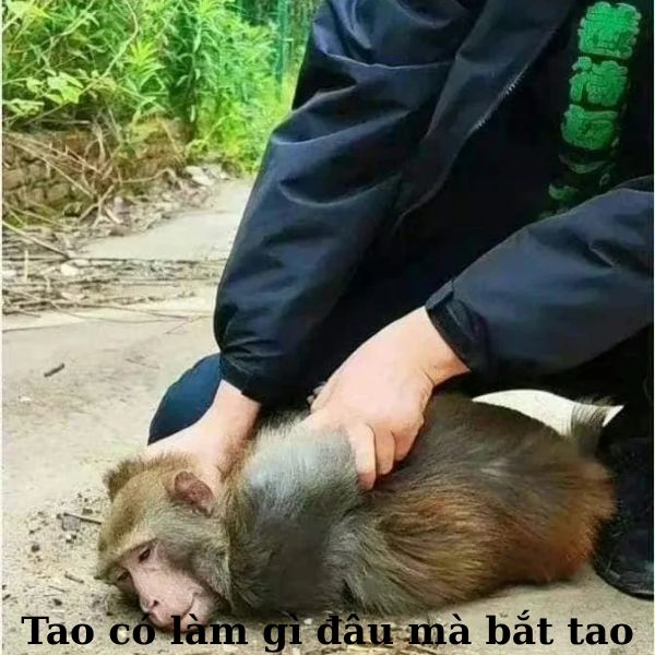 hình ảnh monkey meme troll team