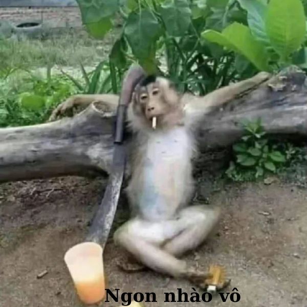 hình ảnh monkey meme troll