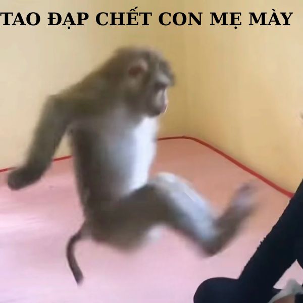 hình ảnh monkey meme