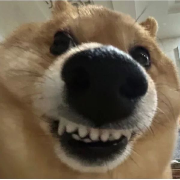 meme chó cười biến thái