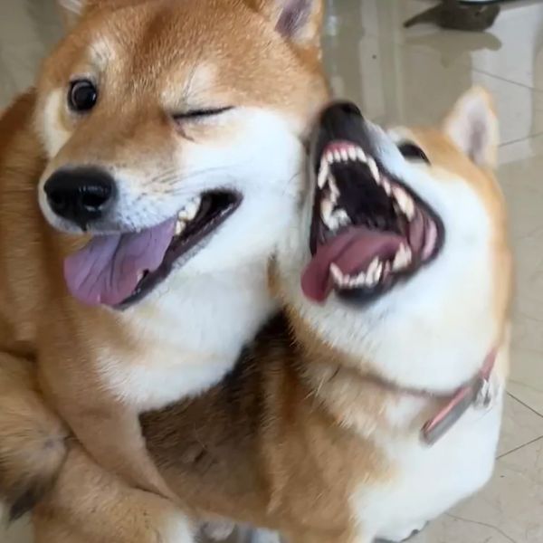 meme chó cười có đôi