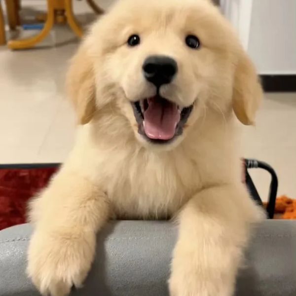 meme chó cười cute